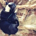 Lovesac Dog Bed, the Trendiest Bed You Can Give to Your Dog